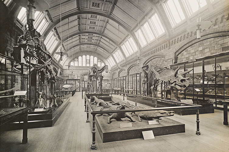 Black and white photo of Dippy in the Reptile gallery, sometime around 1910, with crocodiles and Triceratops in view