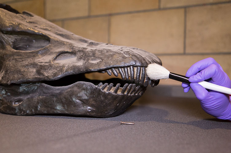 Photo of a Museum conservator cleaning Dippy's teeth with a soft brush