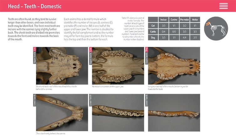 Animal Jaw Bone Identification