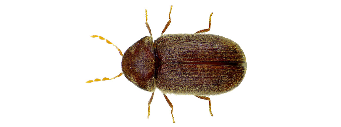 Bread, or biscuit beetle (Stegobium paniceum) identification guide |  Natural History Museum