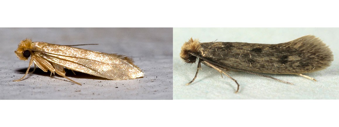 Clothes moths identification guide | Natural History Museum