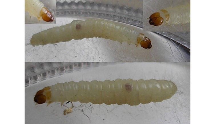 larvae identification