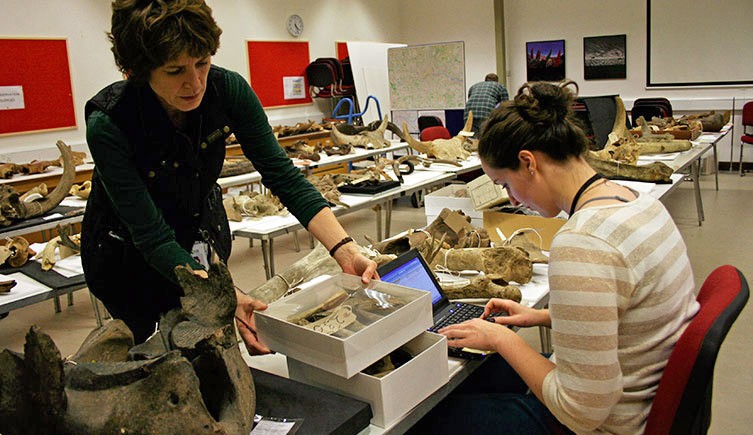 A volunteer help to cataloge specimens at the Museum
