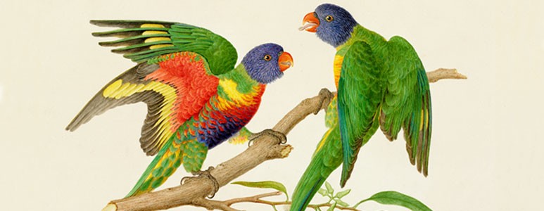 Illustration of two lorikeets perched on a branch by the Bauer brothers.