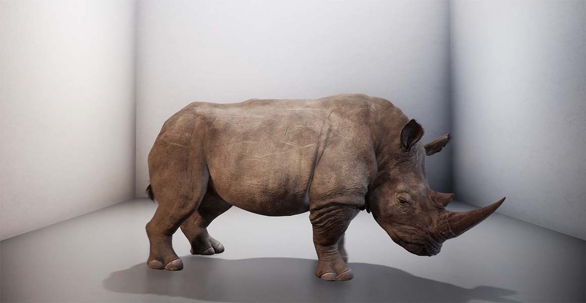 The Lost Rhino: an art installation by Alexandra Daisy Ginsberg at the  Natural History Museum | Natural History Museum