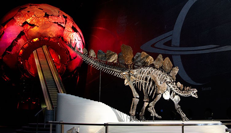 Sophie the Stegosaurus in the Museum's Earth Hall