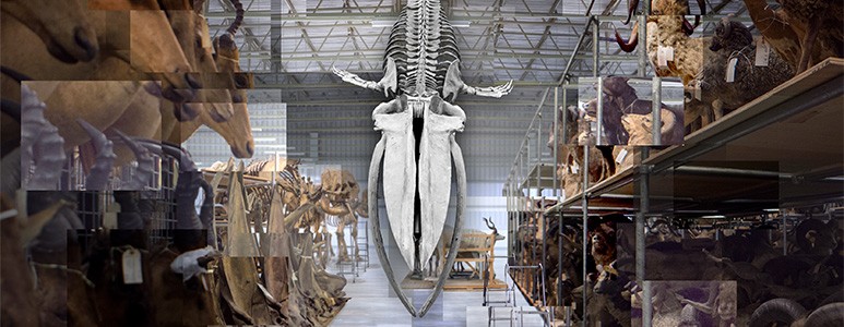 A spliced image showing the blue whale skeleton in the middle surrounded by tall shelves storing other taxidermy specimens.