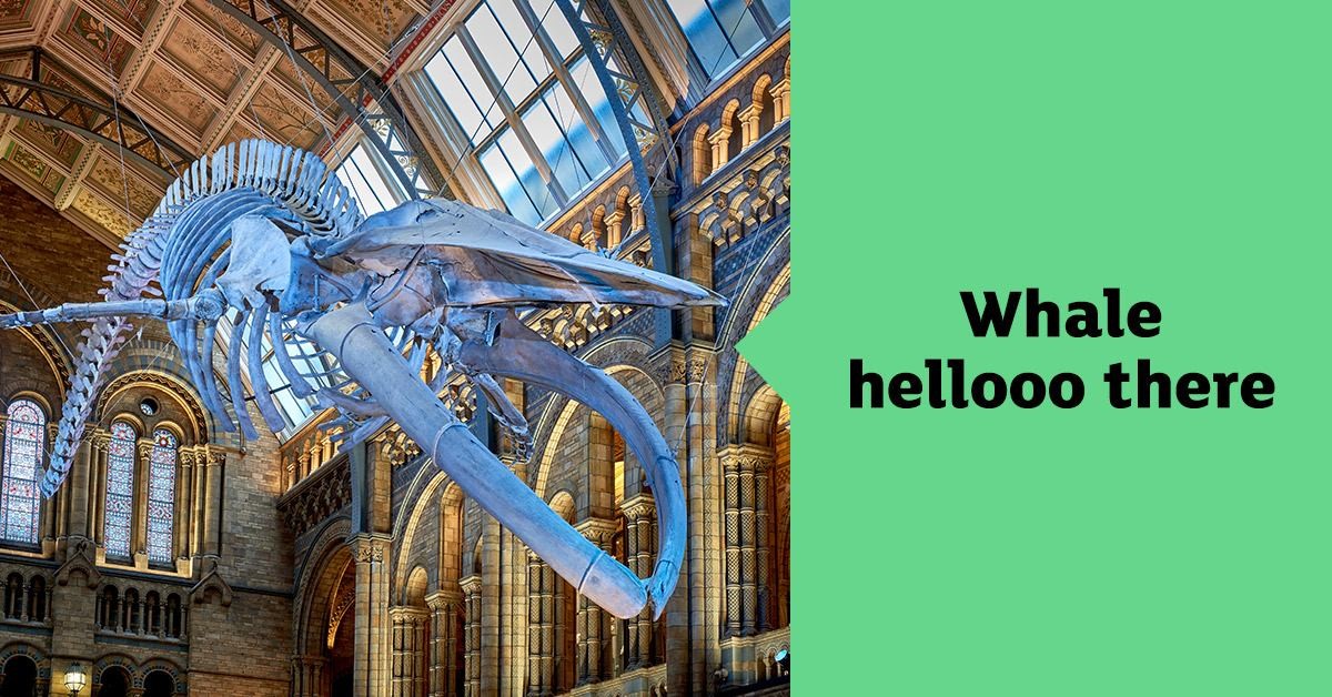 Visit us | Natural History Museum