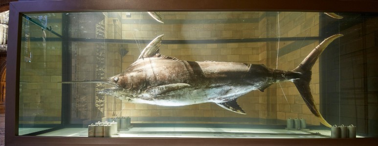 A large blue marlin specimen preserved in a tank in Hintze Hall.