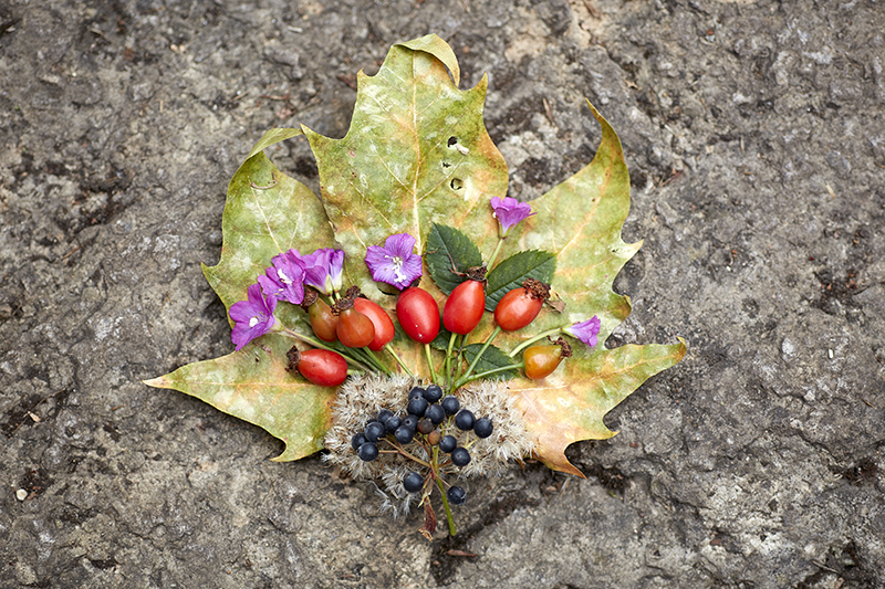 A leaf laying on a rock with flowers arranged on top