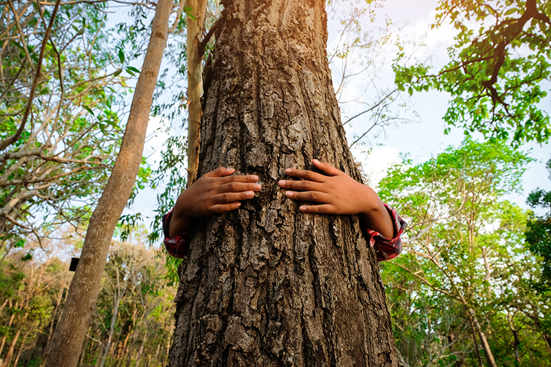 tree-trunk tree-trunk