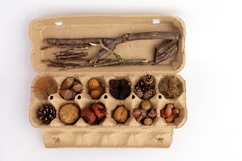 A collection of natural materials in an egg container