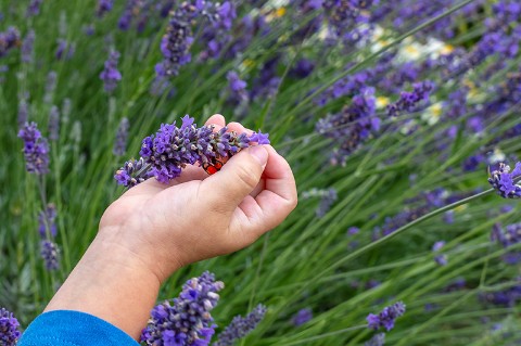 A child's hand picks a lavender flower
