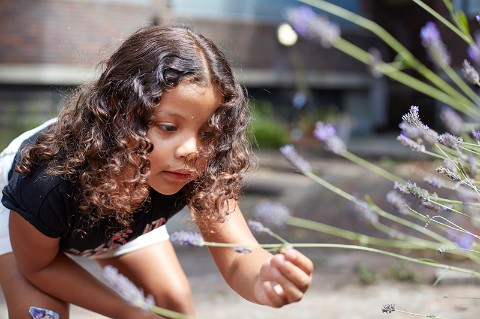 a child smelling lavender flowers