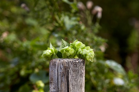 A bunch of hops flowers sitting on a old fence post