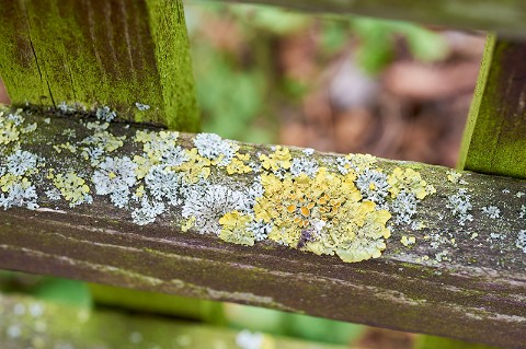 Lichen growing on a fence post