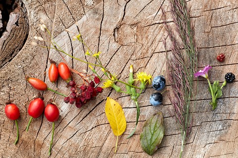 a collection of different flowers, leaves and rosehips on a wooden stump, arranged in a rainbow
