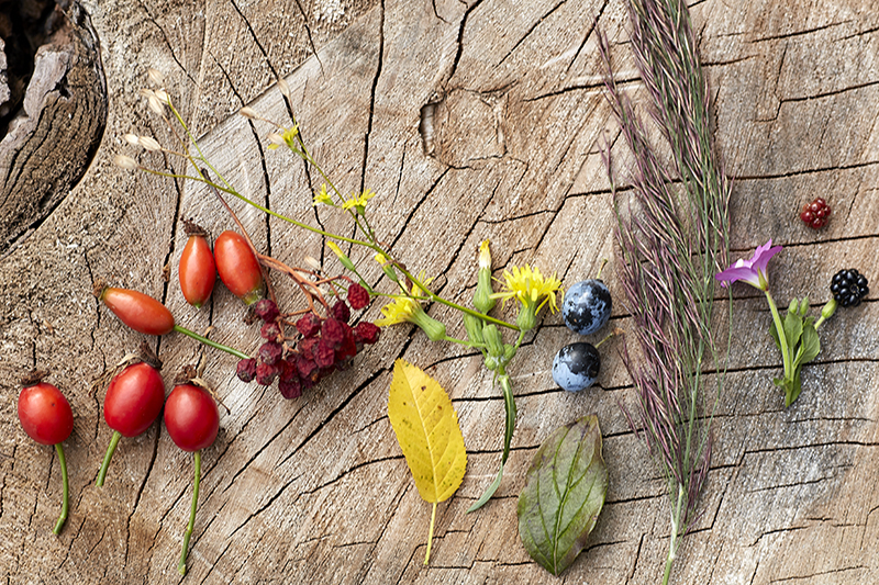 a collection of different flowers, leaves and rosehips on a wooden stump, arranged in a rainbow
