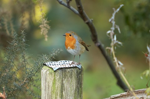 a robin in a tree
