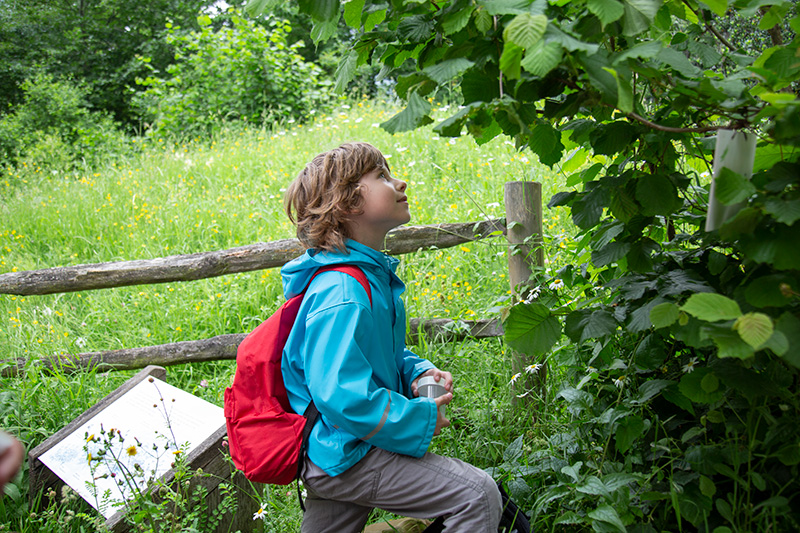 A child in a blue rain jacket looks at a tree in a green field