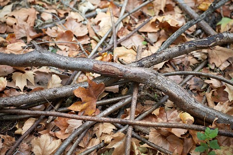 A pile of sticks lying on a ground that is covered in leaves