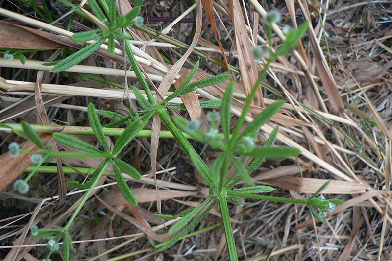 some sticky weed, or cleavers, growing from the ground