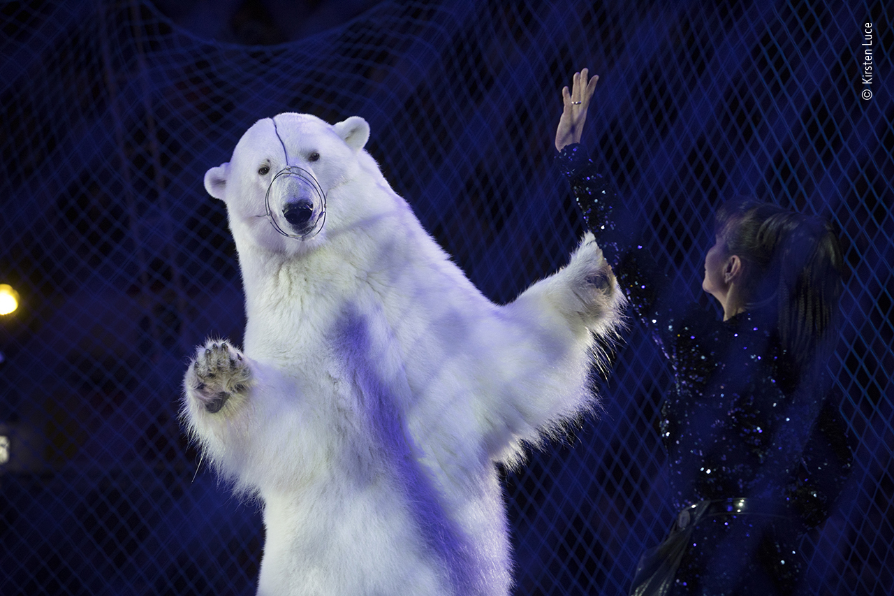 A polar bear performs in a circus