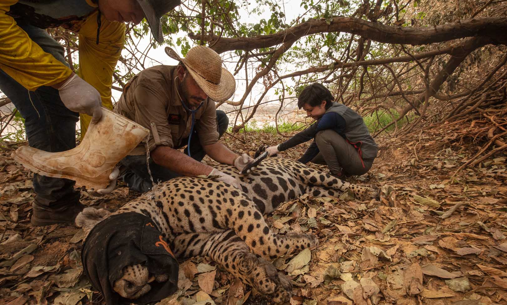 A team of volunteer veterinarians from Rerpocon capture a jaguar 