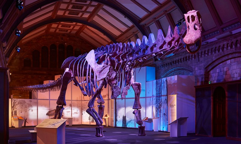 A photo from inside the Titanosaur exhibition showing a giant dinosaur skeleton lit by blue and purple lighting