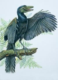 Illustration of an archaeopteryx perching on a branch.