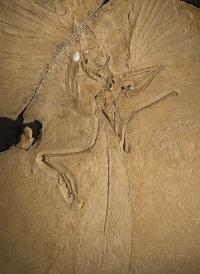 Archaeopteryx lithographica [London specimen]