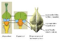 Diagram comparing features of brains from a pigeon, alligator and Archaeopteryx.