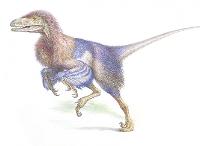 Illustration of a fuzzy raptor.