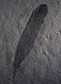 Photograph of the original type specimen.