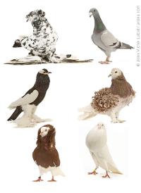 Fancy pigeon varieties.