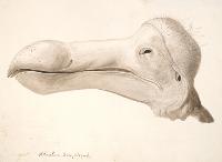 Illustration of dodo specimen from Richard Owen’s The Dodo, 1848.