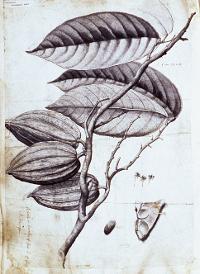 Type specimen of cocoa (Theobroma cacao) collected in Jamaica by Hans Sloane.