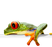 Tree frogs, like this red-eyed tree frog (Agalychnis callidryas), have sucker-like adhesive disks on the tips of the fingers and toes, which help them climb.