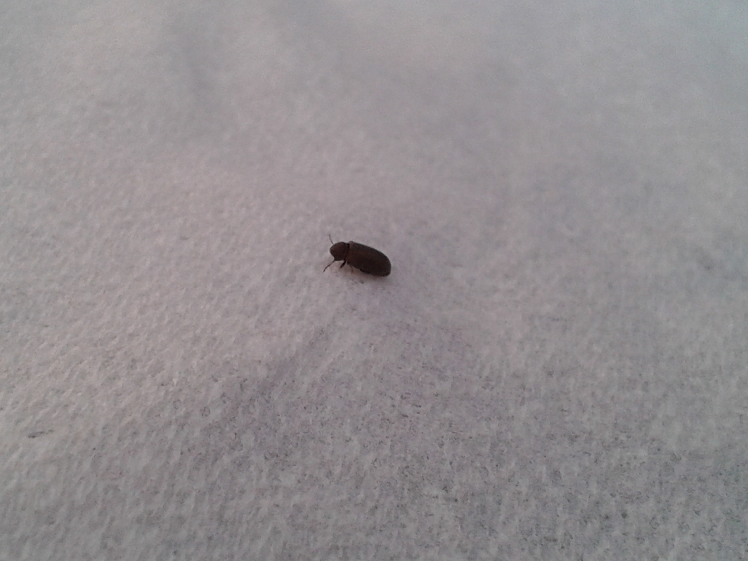 black bed bugs
