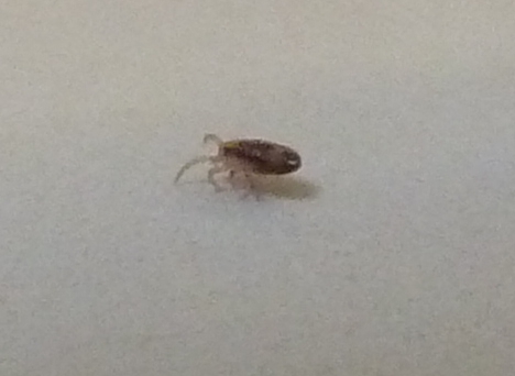 Natureplus Thousands Of These In Bathroom And Bedroom Pls Help Id - Small Bugs In Bathroom Uk