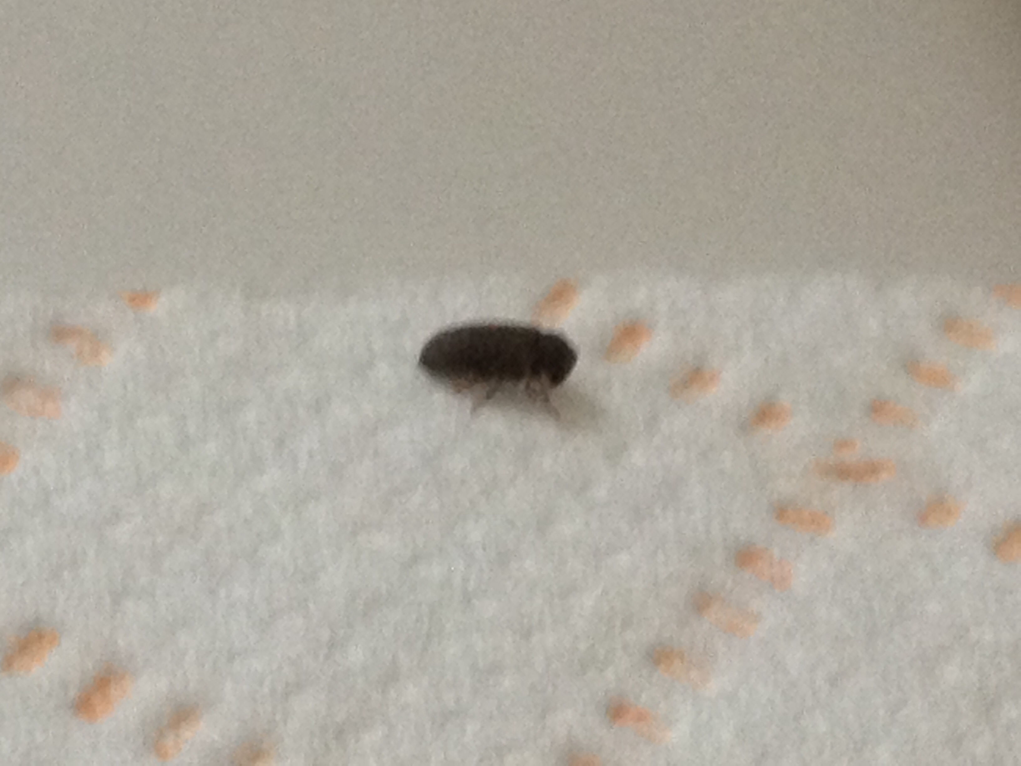 NaturePlus: Please help me identify tiny black bugs found in bathroom-  really worried incase it causes any damage or if it's harmless!