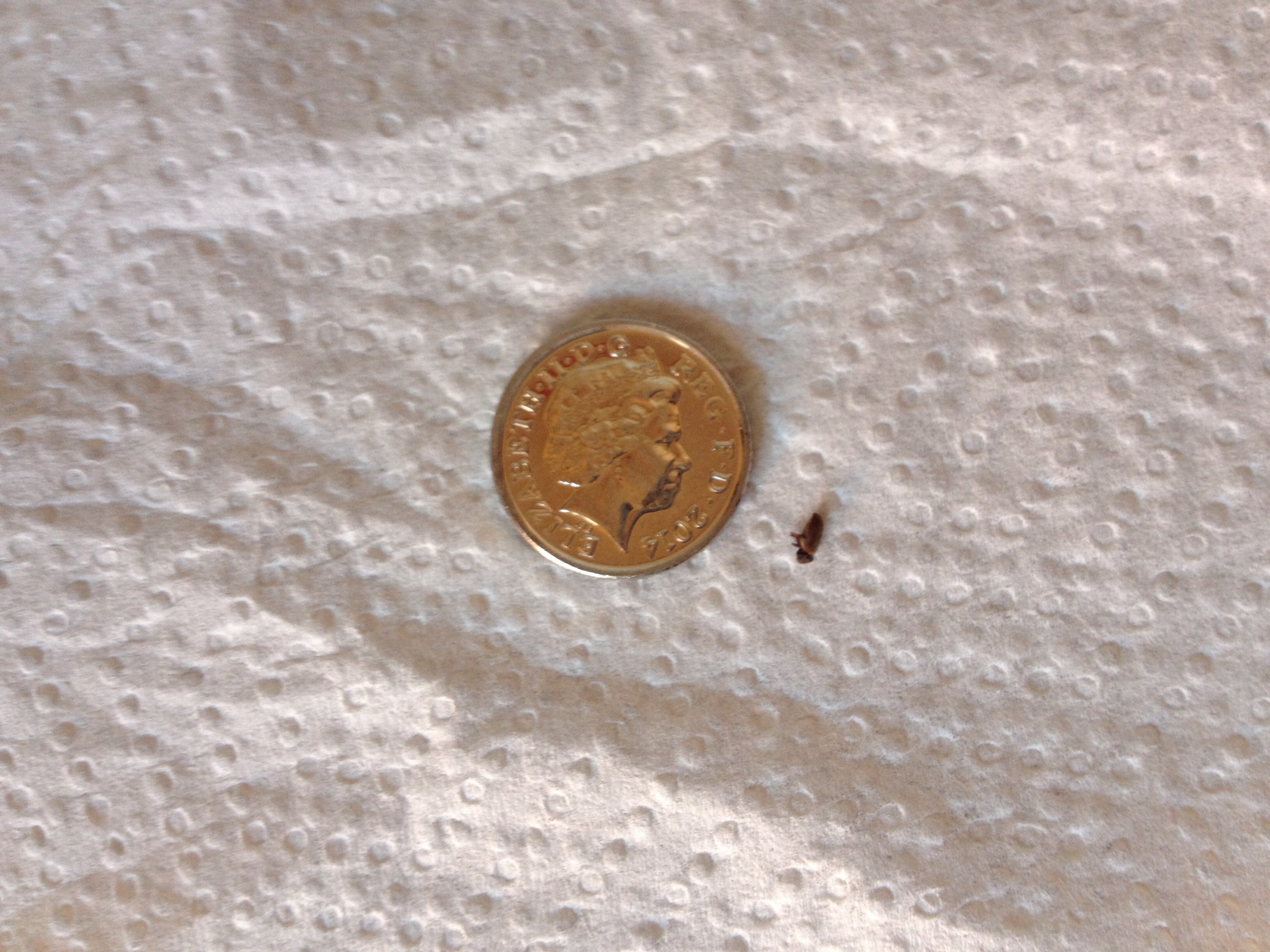 NaturePlus: Please help me identify tiny black bugs found in bathroom-  really worried incase it causes any damage or if it's harmless!