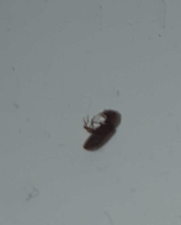 Tiny Bugs In Kitchen Lifeinfo Me
