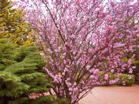 pink blossom tree identification uk