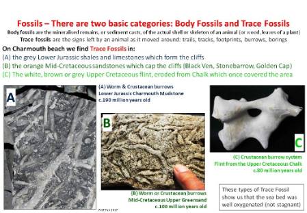 Trace Fossils.jpg