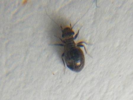 NaturePlus: Tiny black beetles everywhere - what are they?