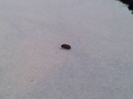 NaturePlus: Tiny black bugs around the house