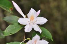 Rhododendron_DSC_2088.jpg