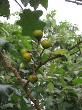 solanum-thomsonii.jpg