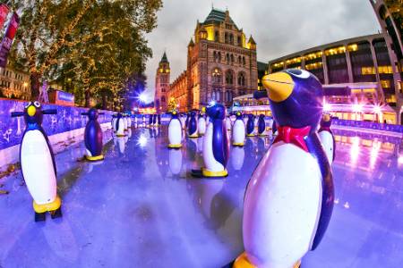 penguins-ice-rink-2010.jpg
